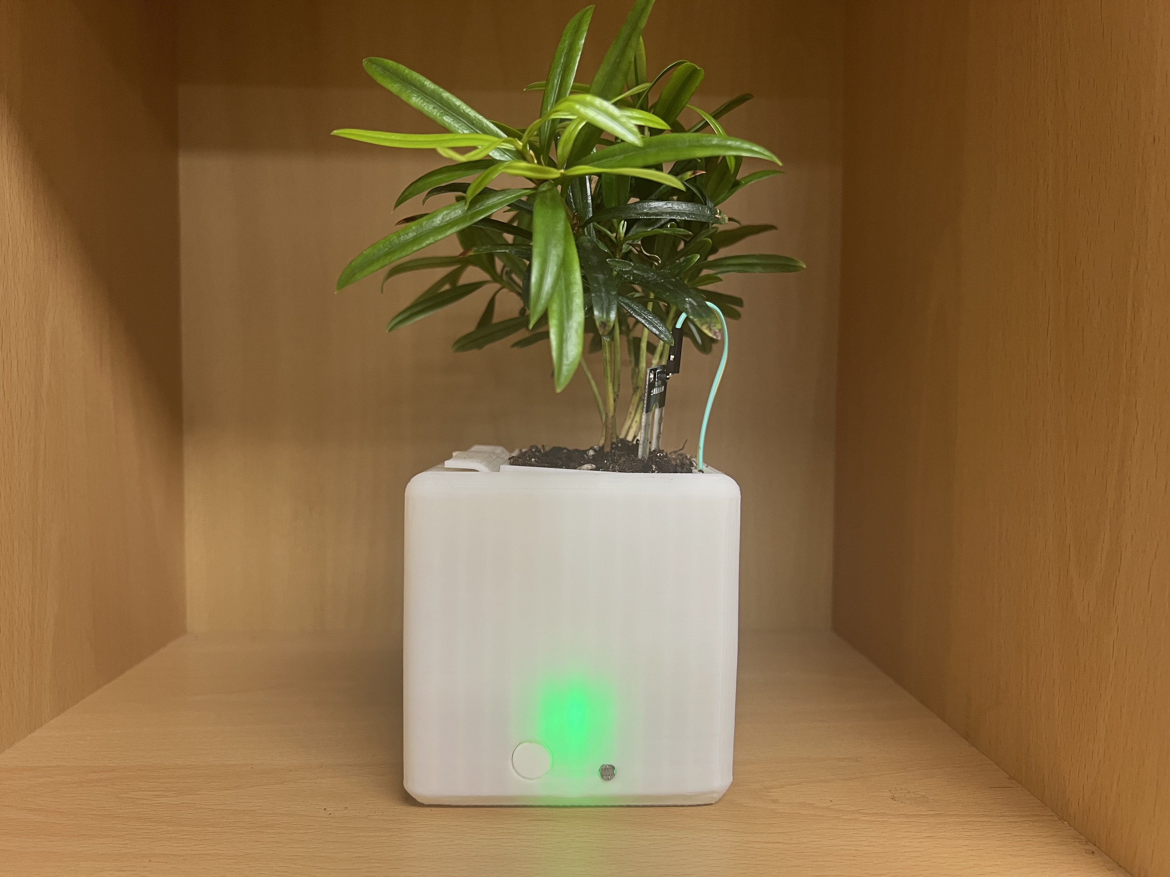 Bloom Buddy light interaction