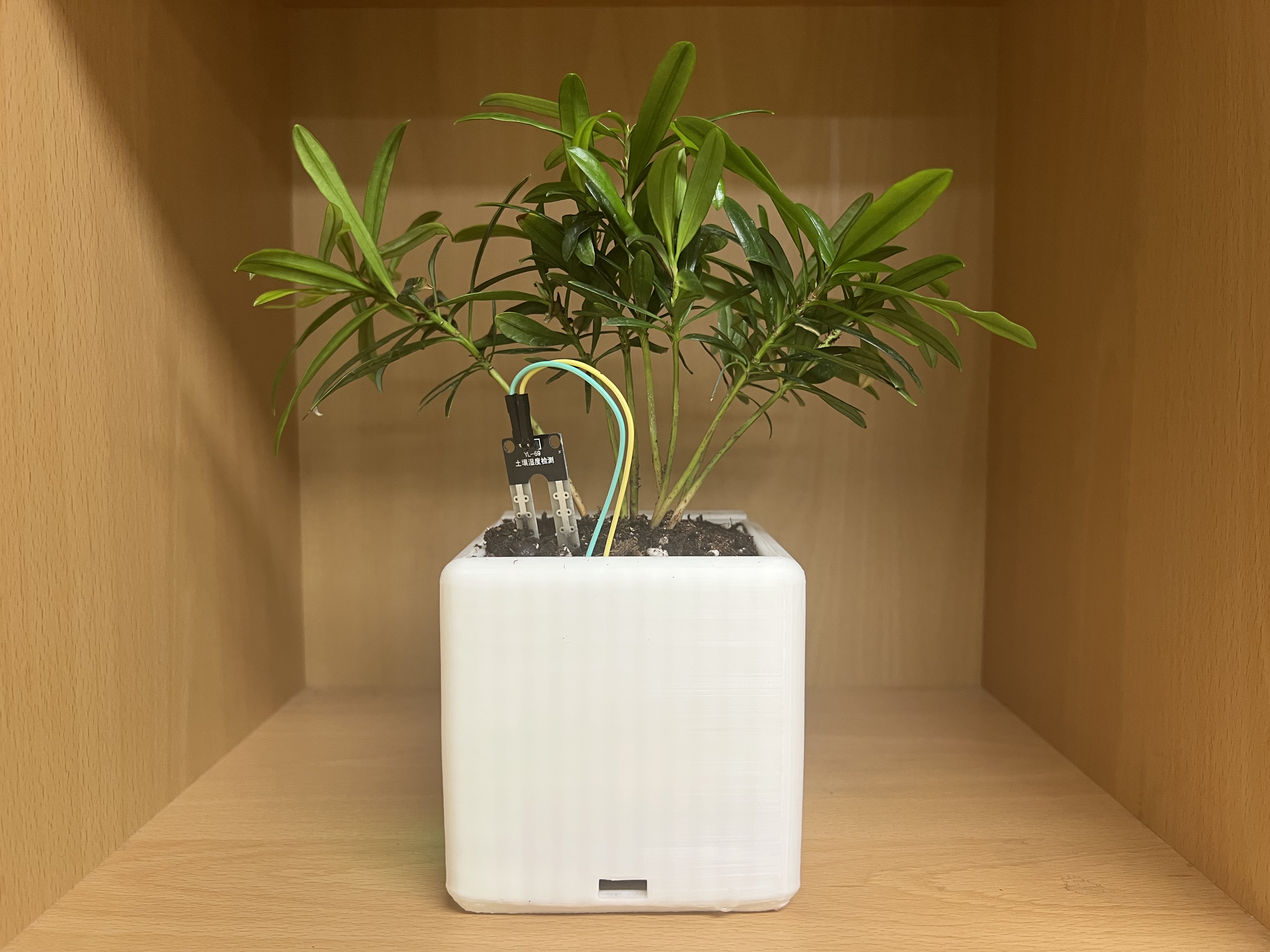 Bloom Buddy rear enclosure and plant