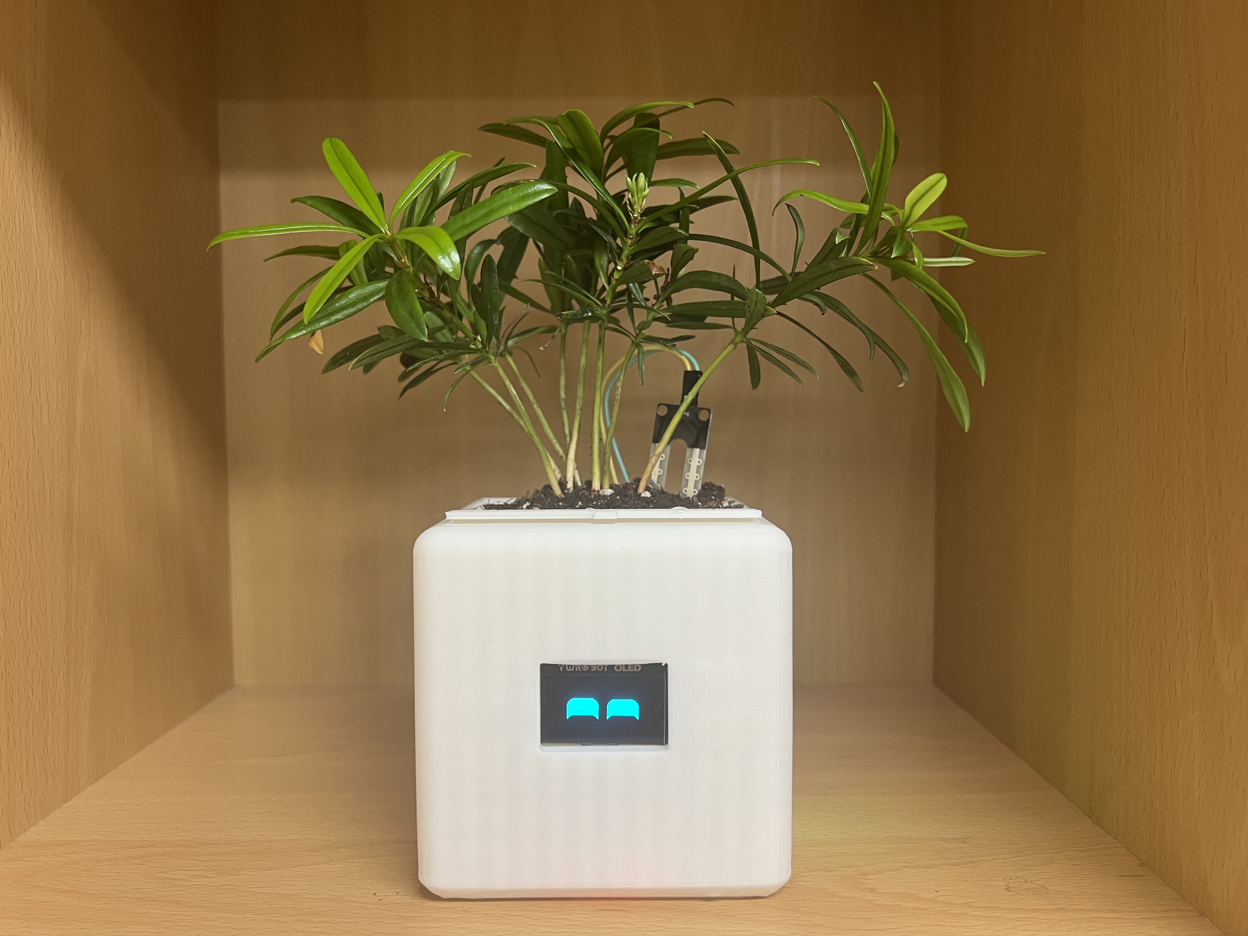 Bloom Buddy